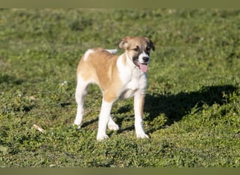 Bonni sucht ihr Für-immer-Zuhause