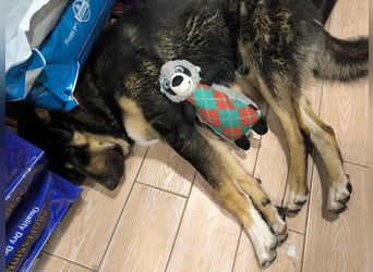 Tsida: Liebevoller, menschenbezogener Rüde sucht Zuhause