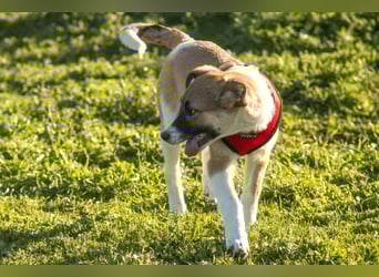 Bonni sucht ihr Für-immer-Zuhause