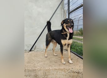 Tsida: Liebevoller, menschenbezogener Rüde sucht Zuhause