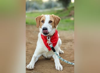 Jerry – junger, liebevoller Rüde sucht ein geborgenes Zuhause