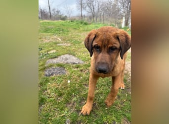 Fips sucht sein Für-Immer-Zuhause