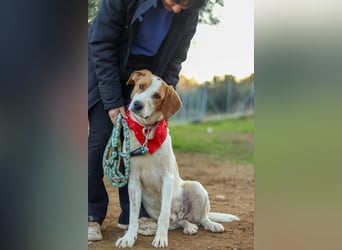 Jerry – junger, liebevoller Rüde sucht ein geborgenes Zuhause