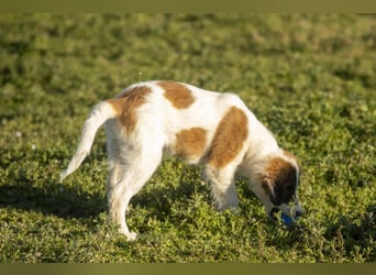 Oreo sucht sein Für-immer-Zuhause