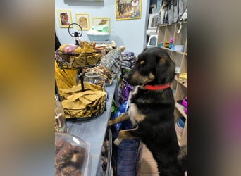 Tsida: Liebevoller, menschenbezogener Rüde sucht Zuhause