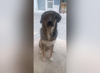 Tsida: Liebevoller, menschenbezogener Rüde sucht Zuhause