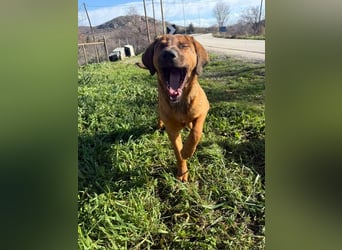 Fips sucht sein Für-Immer-Zuhause