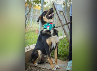 Tsida: Liebevoller, menschenbezogener Rüde sucht Zuhause