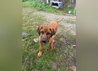 Fips sucht sein Für-Immer-Zuhause