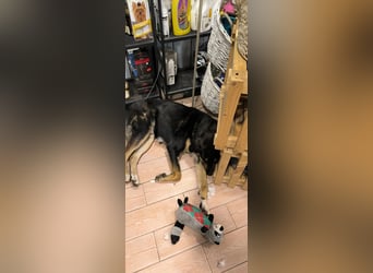 Tsida: Liebevoller, menschenbezogener Rüde sucht Zuhause