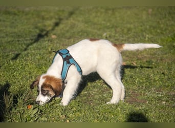 Oreo sucht sein Für-immer-Zuhause