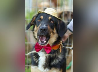 Tsida: Liebevoller, menschenbezogener Rüde sucht Zuhause