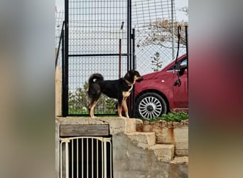 Tsida: Liebevoller, menschenbezogener Rüde sucht Zuhause