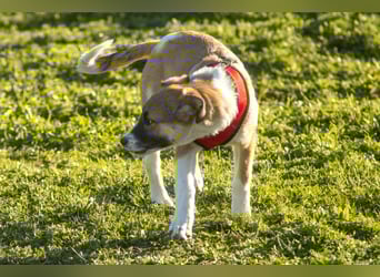 Bonni sucht ihr Für-immer-Zuhause