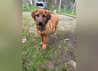 Fips sucht sein Für-Immer-Zuhause