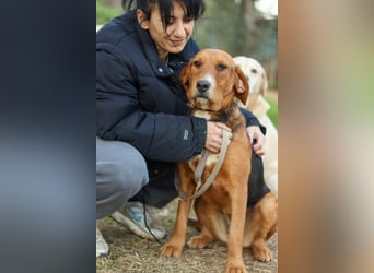 Anna Griffon-Mix Hündin sucht ihr Für-immer-Zuhause