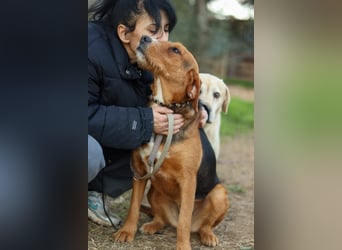 Anna Griffon-Mix Hündin sucht ihr Für-immer-Zuhause