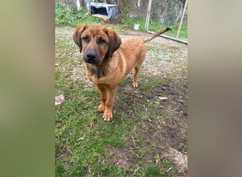 Fips sucht sein Für-Immer-Zuhause