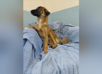 Lia – neugieriges Hundemädchen sucht ein liebevolles Zuhause