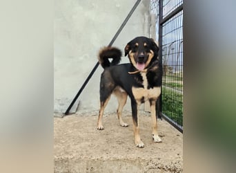 Tsida: Liebevoller, menschenbezogener Rüde sucht Zuhause