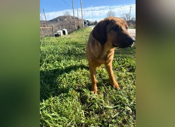 Fips sucht sein Für-Immer-Zuhause