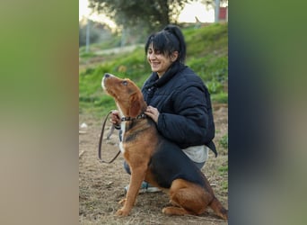 Anna Griffon-Mix Hündin sucht ihr Für-immer-Zuhause