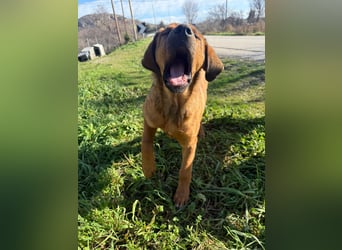 Fips sucht sein Für-Immer-Zuhause