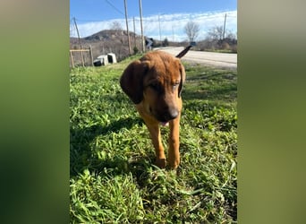 Fips sucht sein Für-Immer-Zuhause