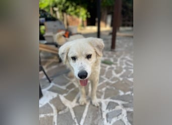 Atlas - Sanfter Kämpfer sucht sein Für-Immer-Zuhause