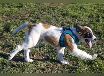 Oreo sucht sein Für-immer-Zuhause