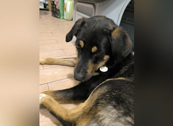 Tsida: Liebevoller, menschenbezogener Rüde sucht Zuhause