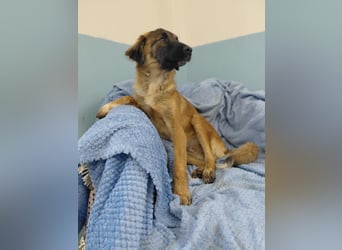 Lia – neugieriges Hundemädchen sucht ein liebevolles Zuhause