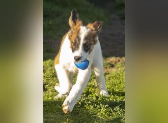 Oreo sucht sein Für-immer-Zuhause