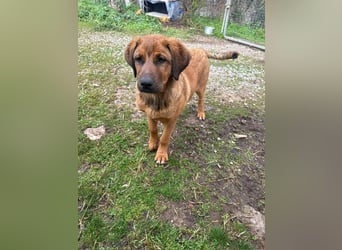 Fips sucht sein Für-Immer-Zuhause