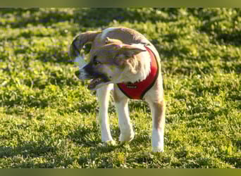 Bonni sucht ihr Für-immer-Zuhause