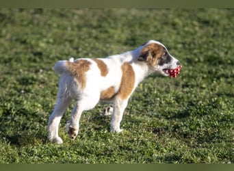 Oreo sucht sein Für-immer-Zuhause