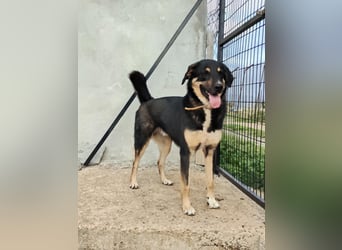 Tsida: Liebevoller, menschenbezogener Rüde sucht Zuhause