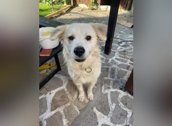 Atlas - Sanfter Kämpfer sucht sein Für-Immer-Zuhause