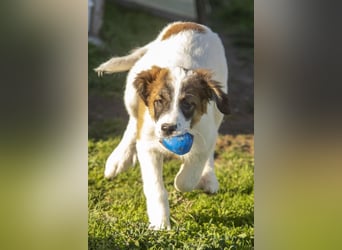 Oreo sucht sein Für-immer-Zuhause