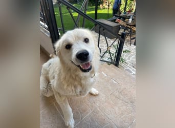 Atlas - Sanfter Kämpfer sucht sein Für-Immer-Zuhause