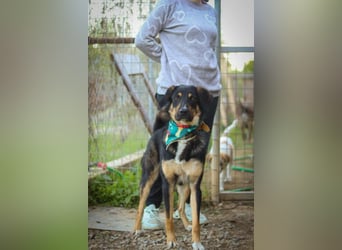 Tsida: Liebevoller, menschenbezogener Rüde sucht Zuhause