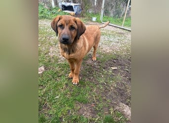 Fips sucht sein Für-Immer-Zuhause