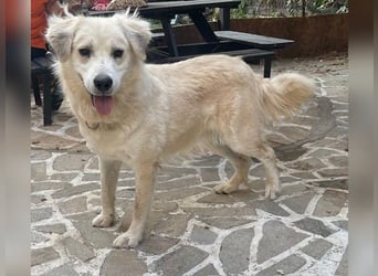 Atlas - Sanfter Kämpfer sucht sein Für-Immer-Zuhause