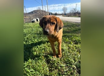 Fips sucht sein Für-Immer-Zuhause