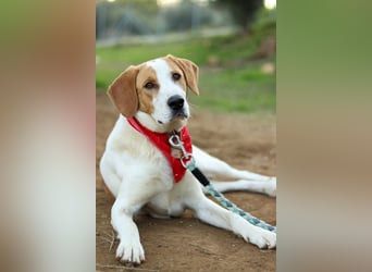 Jerry – junger, liebevoller Rüde sucht ein geborgenes Zuhause