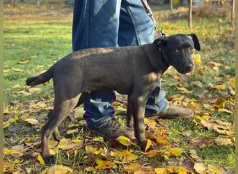 MOON - Junger Rüde, rundum verträglich