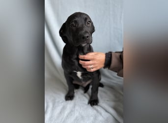 STORM - Black Beauty sucht seine Familie