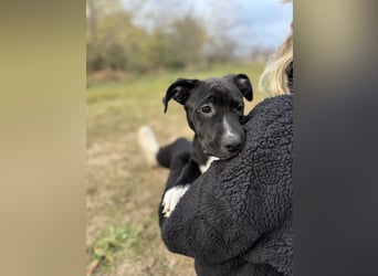LOKII - Schöner junger Rüde ausgesetzt im Wald!