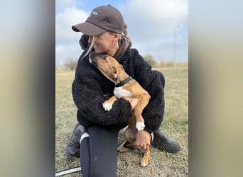 BRUCE - Wunderschöner Junghund möchte nicht im Tierheim groß werden