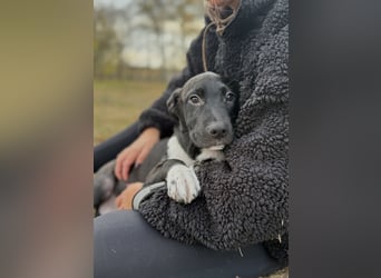 YONDU - Kleiner Bär möchte hoch Hinaus!